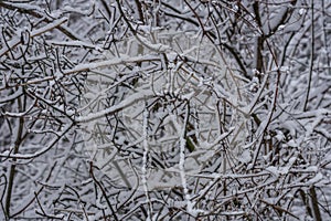 aeste mit schneeschicht