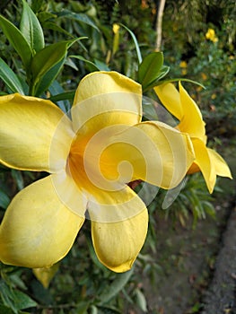 Aestetic yellow blooming flower