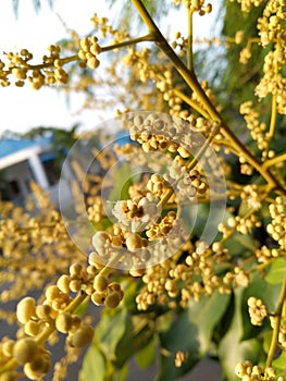 Aestetic yellow fruit buds