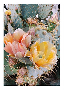 Aesthetic art print of flowering cactus, a beautiful plant wall decor