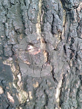 aesthetic bark that is decades old photo