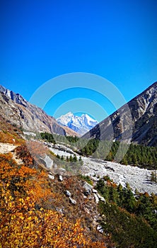 Aesthetic beauty nature landscape Gangotri Himalayas Uttrakhand India