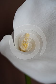 Aesthetic Charm: Portrait of White Calla Lily in Macro Detail photo