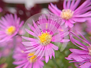 Aesthetic close up purple flowers