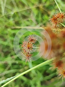 An aesthetic flower for accesories