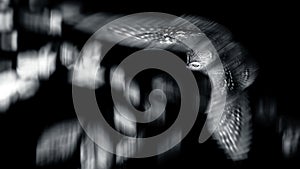 Flying owl. Black background.