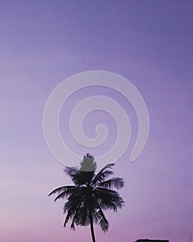 Aesthetic palm tree