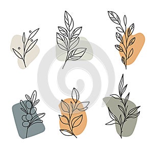 Aesthetic plant elements, leaves and branches. Template