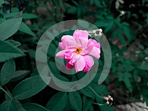 Aesthetic portrait of a rosa flower with vivid pink color photo