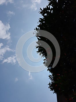 aesthetic sillhouette with clear blue sky