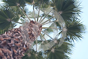 Aesthetic tree, shallow depth of field, socal, canon, 80mm