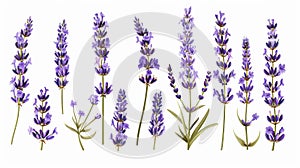 Aesthetic watercolor of lavender flowers Delicate romantic pattern on a white background. Generative AI