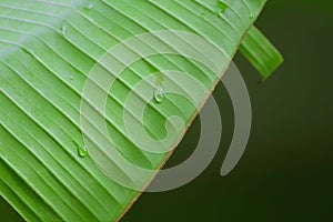 Aesthetic wet leaves green