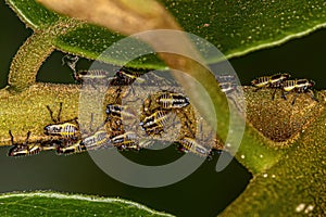 Aetalionid Treehopper Nymphs