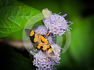 Aethaloessa calidalis Moth Feeding On A Weed Flower