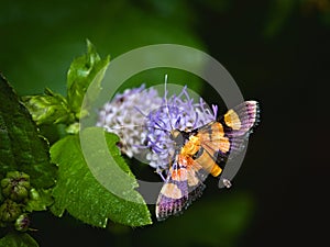 Aethaloessa calidalis Moth Perched On A Weed Flower