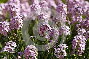 Aethionema grandiflorum closeup for floral background