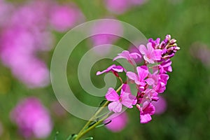 Aethionema grandiflorum known as Persian stonecress or Persian candytuft flower