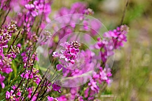 Aethionema grandiflorum known as Persian stonecress or Persian candytuft flower