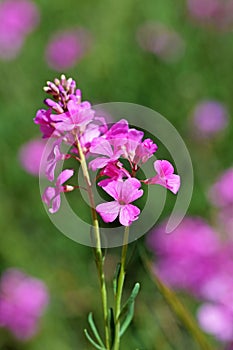 Aethionema grandiflorum known as Persian stonecress or Persian candytuft flower photo
