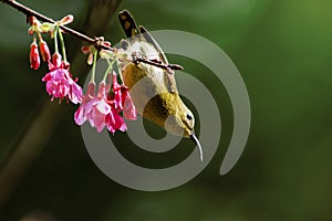 Aethopyga christinae