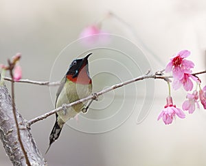 Aethopyga christinae