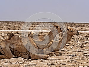 The Afars are probably the toughest people in the world. In the Danakil depression