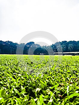 This is a play ground of AFCCL housing complex.