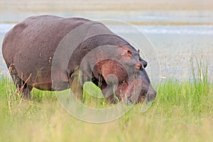 Afeican hippo