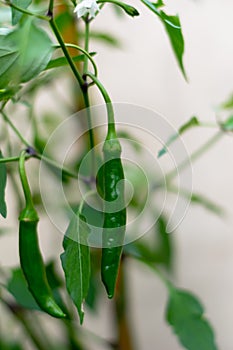 Afew peppers on a chilli tree photo