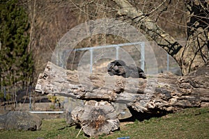 Affe im Zoo Neuwied auf Baumstamm photo