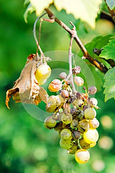 The affected berries of the garden grapes.