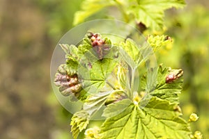 Affected by the curly foliage of gooseberry leaves.