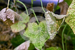 affected by diseases and pests of plant leaves and fruits of cucumber