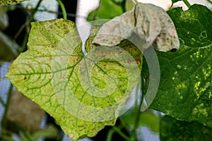 affected by diseases and pests of plant leaves and fruits of cucumber