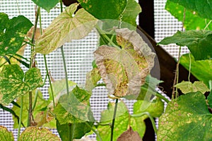 affected by diseases and pests of plant leaves and fruits of cucumber