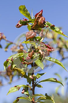 Affected by the frizzy foliage of a peach tree against a blue sky.