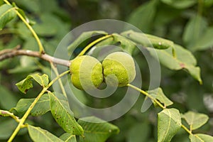 Affected green wallnuts