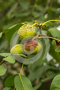 Affected green wallnuts