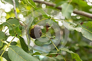 Affected green wallnuts