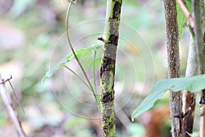 Affected raspberry stalks. Elsinoe veneta on a raspberry branch. Raspberry diseases