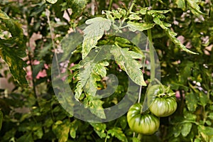 Affected tomato leaves. Fungal disease on leaves.