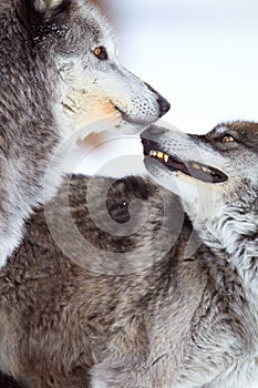 Affection of two timber wolves photo