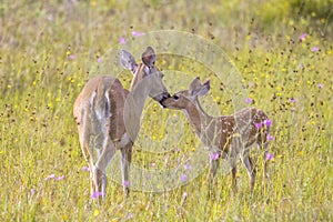 Affection Between Young Fawn And Its Mother