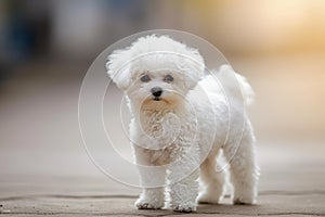 Affectionate. Adorable bichon dog. Generate Ai