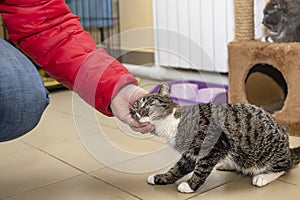 Affectionate cat rubs its head, caresses the hand of a person