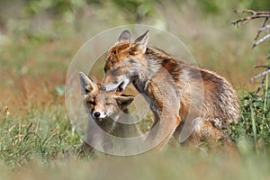 Affectionate foxes photo