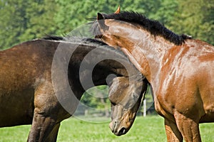 Affectionate Horses