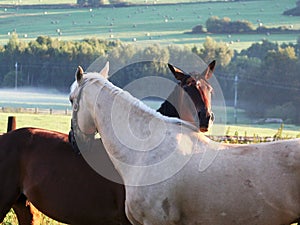 Affectionate horses