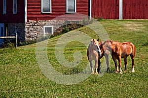 Affectionate horses in a pasture with red barn